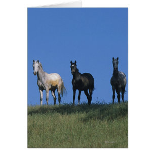 Gruppe der Araber