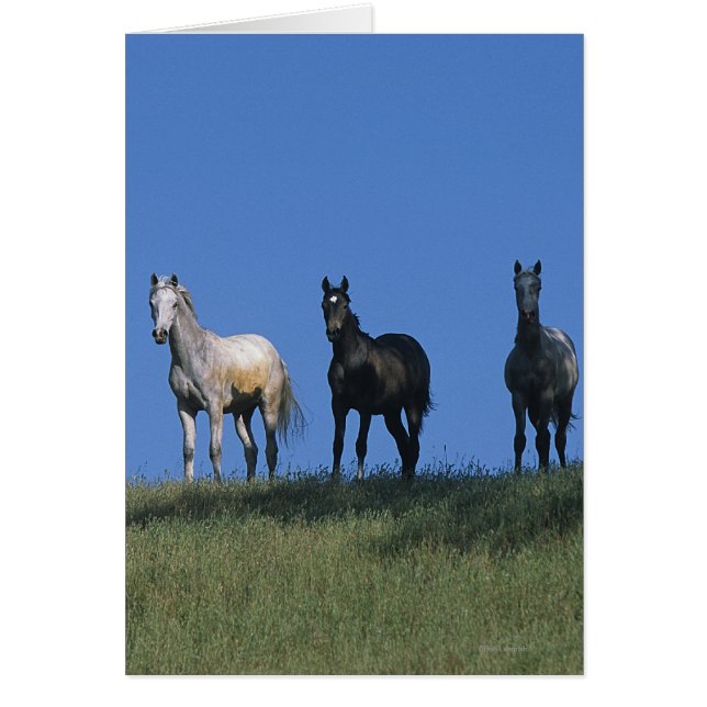 Gruppe der Araber (Vorne)