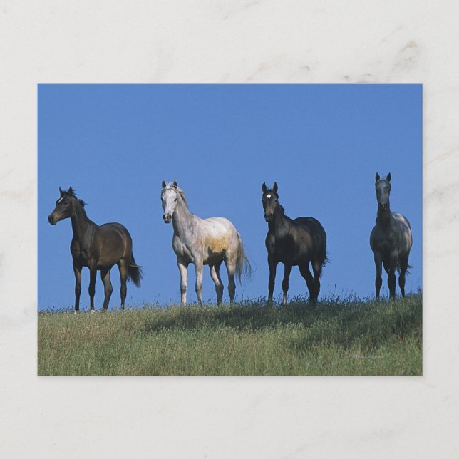 Gruppe der Araber Postkarte (Vorderseite)