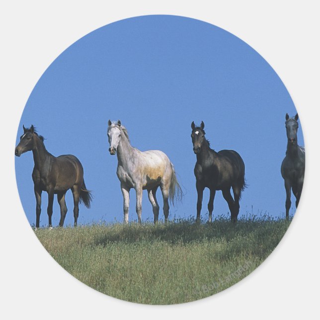 Gruppe der Araber Runder Aufkleber (Vorderseite)