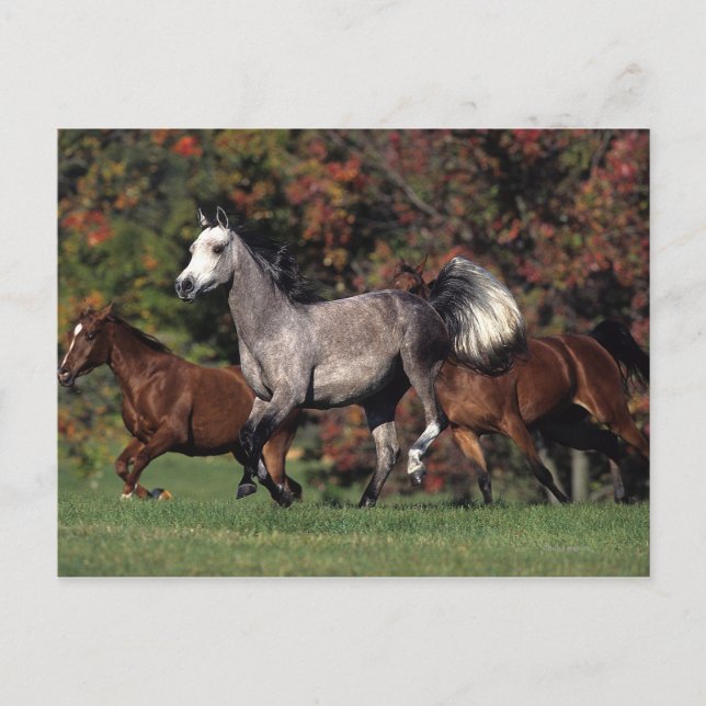 Gruppe der arabischen Pferde Postkarte (Vorderseite)