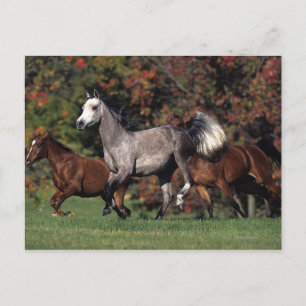 Gruppe der arabischen Pferde Postkarte