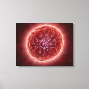 Gruppe der Blastomeren, die ein Morula bilden Leinwanddruck