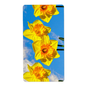 Gruppe der Daffodils Goldmedaille-Blume