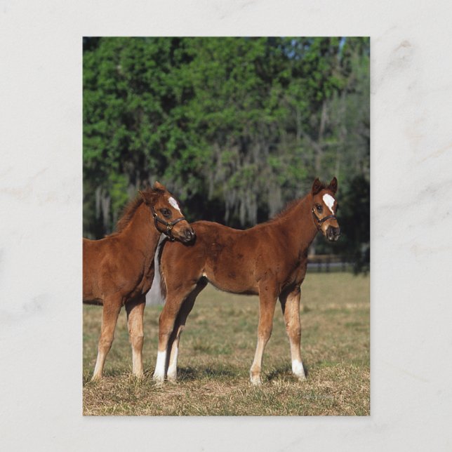 Gruppe der durchsichtigen Fohlen Postkarte (Vorderseite)