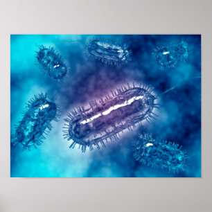 Gruppe der Escherichia coli Bacteria cells 1 Poster