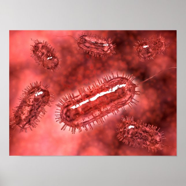 Gruppe der Escherichia coli Bacteria cells 2 Poster (Vorne)