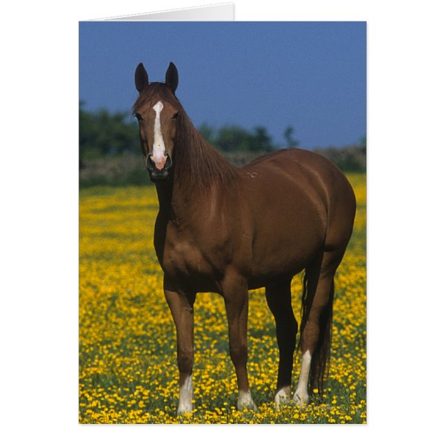 Gruppe der gestrandeten Pferde (Vorne)