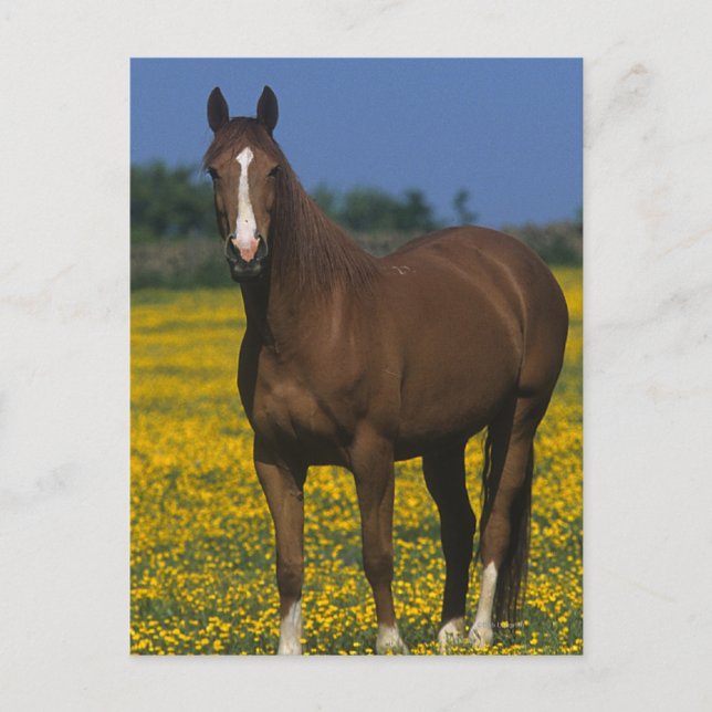 Gruppe der gestrandeten Pferde Postkarte (Vorderseite)