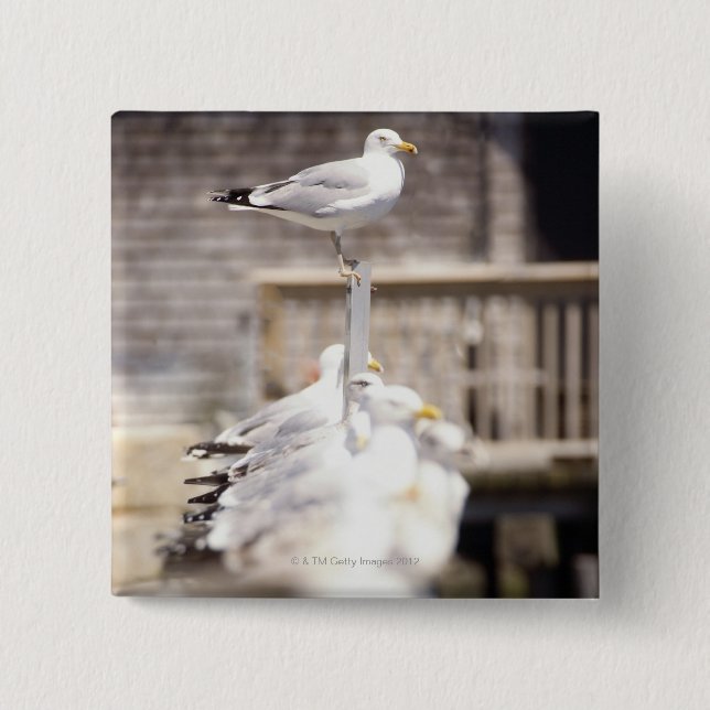 Gruppe der Heringsgürtel (Larus argentatus) auf Button (Vorderseite)