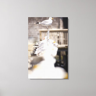 Gruppe der Heringsgürtel (Larus argentatus) auf Leinwanddruck