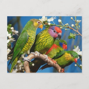 Gruppe der Lories Postkarte