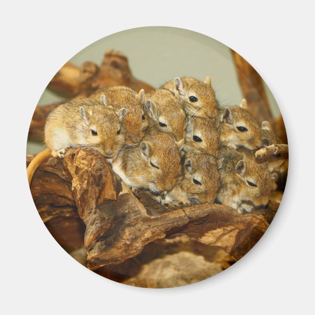 Gruppe der mongolischen Gerbils Meriones Unguicula Magnet (Vorne)