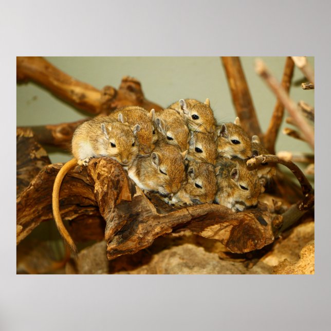 Gruppe der mongolischen Gerbils Meriones Unguicula Poster (Vorne)