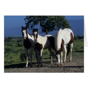 Gruppe der Paint Horses