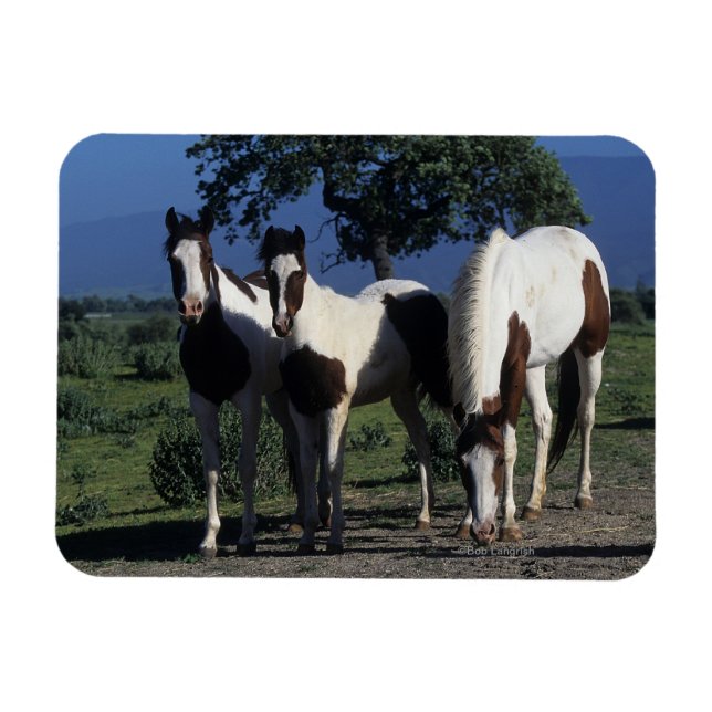 Gruppe der Paint Horses Magnet (Horizontal)