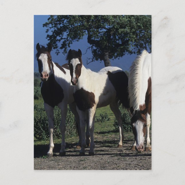 Gruppe der Paint Horses Postkarte (Vorderseite)