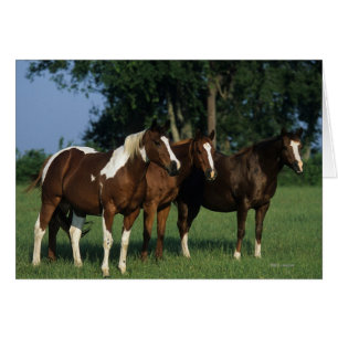 Gruppe der Stehenden Paint Horses