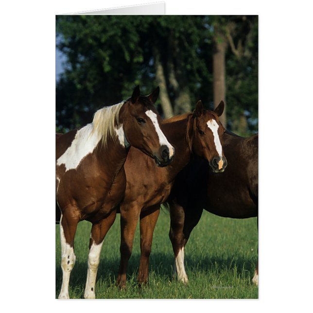 Gruppe der Stehenden Paint Horses (Vorne)