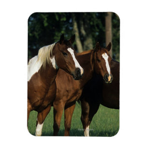 Gruppe der Stehenden Paint Horses Magnet