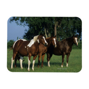 Gruppe der Stehenden Paint Horses Magnet