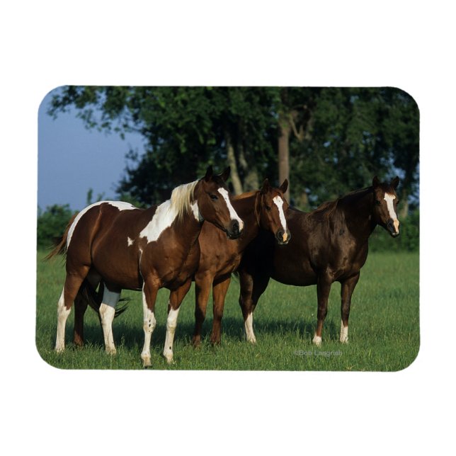 Gruppe der Stehenden Paint Horses Magnet (Horizontal)