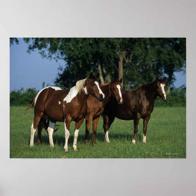 Gruppe der Stehenden Paint Horses Poster (Vorne)