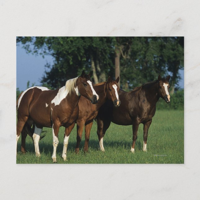 Gruppe der Stehenden Paint Horses Postkarte (Vorderseite)