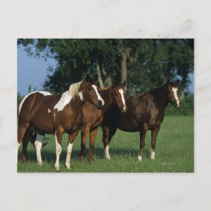 Gruppe der Stehenden Paint Horses Postkarte