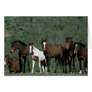 Gruppe der wild lebenden Mustang Pferde