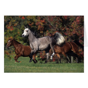 Gruppe des arabischen Pferdelaufens