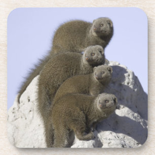 Gruppe des zwergartigen Mungos auf einem Getränkeuntersetzer