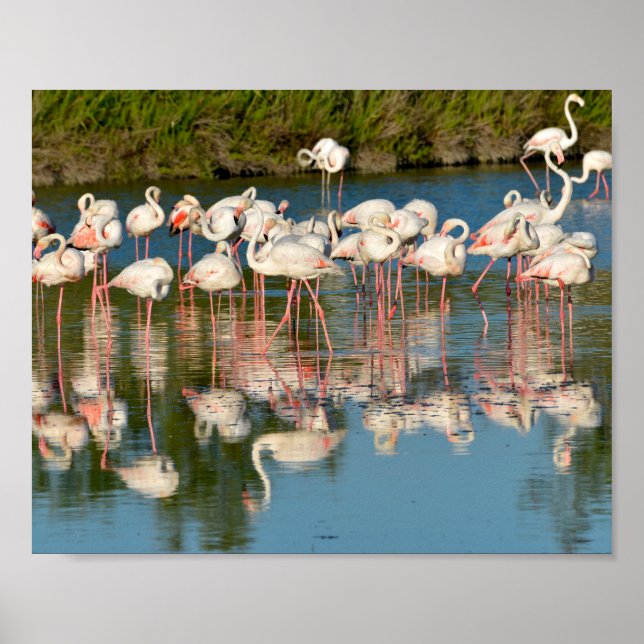Gruppe Flamingos in Camargue Poster (Vorne)