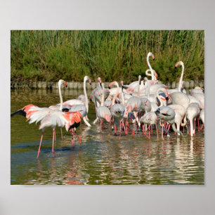 Gruppe Flamingos in Camargue Poster