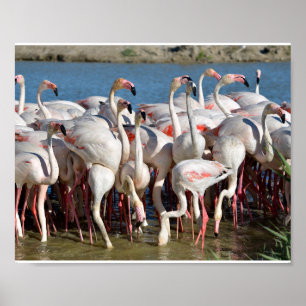 Gruppe Flamingos in Camargue Poster