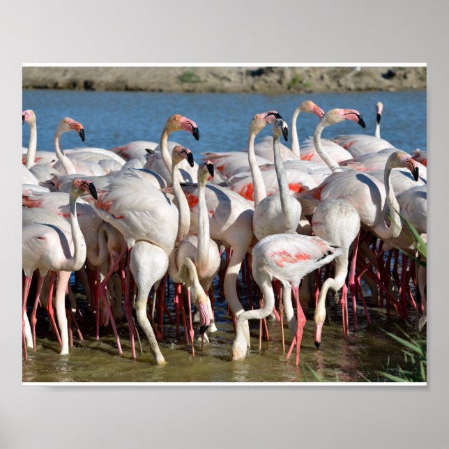 Gruppe Flamingos in Camargue Poster (Vorne)