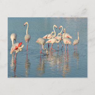Gruppe Flamingos in Camargue Postkarte