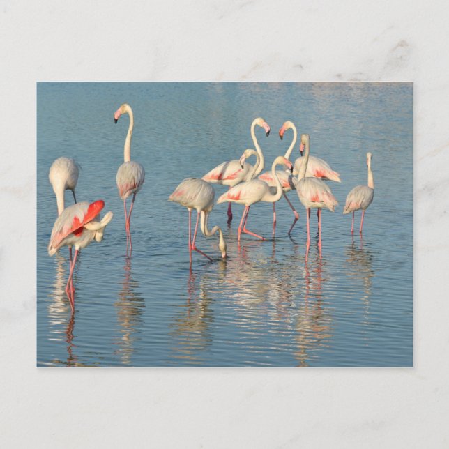 Gruppe Flamingos in Camargue Postkarte (Vorderseite)