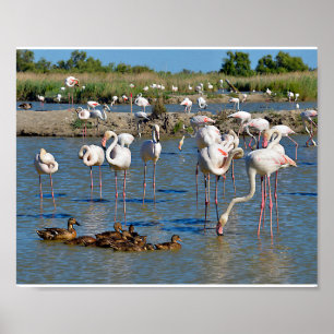 Gruppe Flamingos und Enten in Camargue Poster