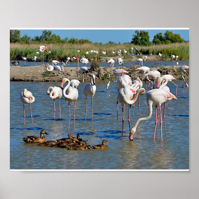 Gruppe Flamingos und Enten in Camargue Poster (Vorne)
