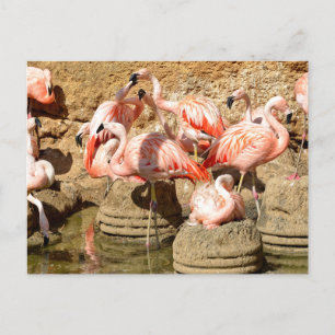 Gruppe Flamingos und Nester in Camargue Feiertagspostkarte