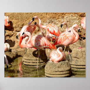 Gruppe Flamingos und Nester in Camargue Poster