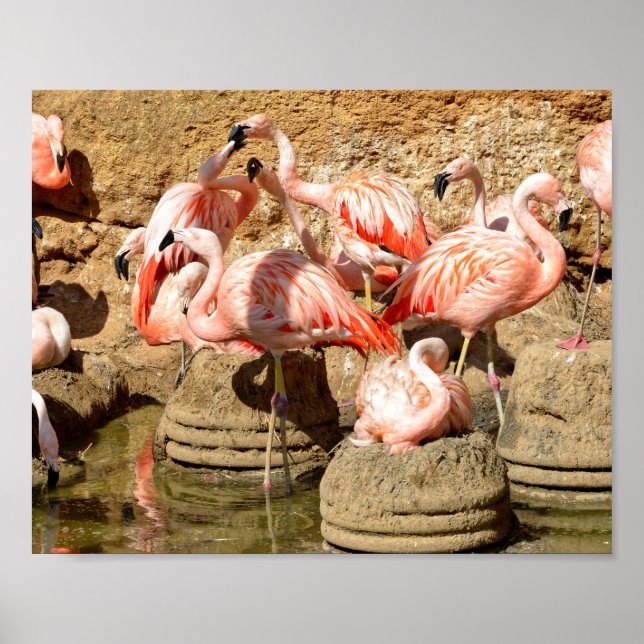 Gruppe Flamingos und Nester in Camargue Poster (Vorne)