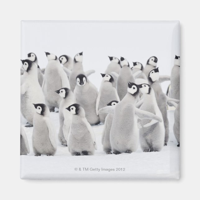Gruppe Kaiserpinguine (Aptenodytes forsteri) Magnet (Vorne)