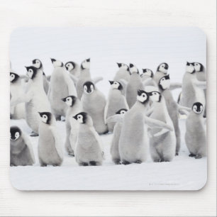 Gruppe Kaiserpinguine (Aptenodytes forsteri) Mousepad