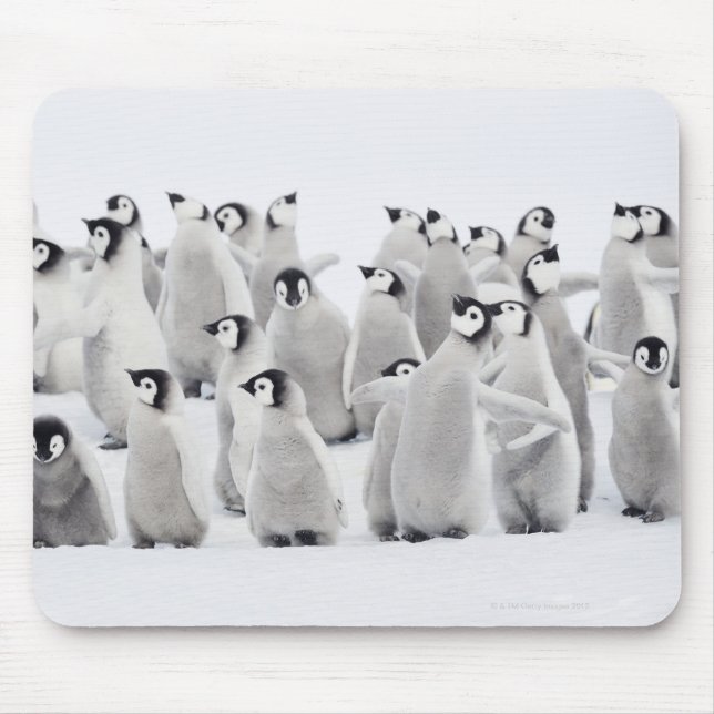 Gruppe Kaiserpinguine (Aptenodytes forsteri) Mousepad (Vorne)
