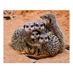 Gruppe Meerkats Poster
