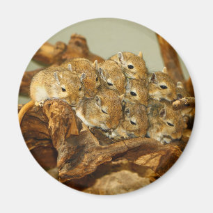 Gruppe mongolischen GerbilsMeriones Unguiculatus Magnet