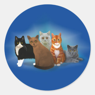 Gruppe schöner Katzen für Aufkleber für Katzen