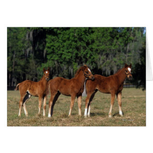 Gruppe Thoroughbred-Fohlen